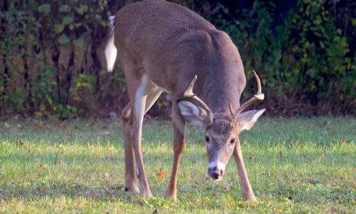 Deer grazing in a field of grass